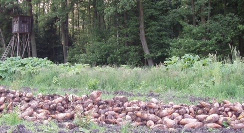 R�ben unter einem Hochsitz am Rande des NSG Schweinebruch